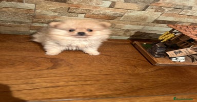Pomerania perros - Anuncio 10
