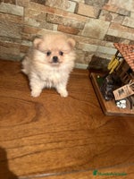 Pomerania perros CAMADA DE POMERANIA,SE PUEDEN VER,SIN COMPROMISO - Anuncio 3