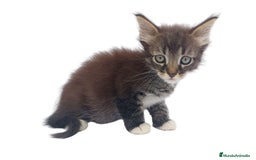 Siberiano gatos en venta: Gatitos siberianos hipoalergénicos - Imagen 5