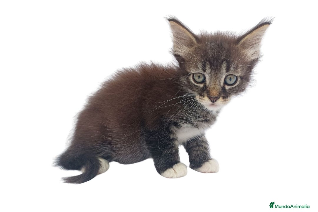 Siberiano gatos en venta: Gatitos siberianos hipoalergénicos - Imagen 5