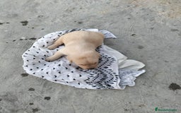 Labrador Retriever perros en venta: Labrador dorado - Imagen 3