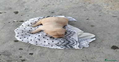 Labrador Retriever perros - Anuncio 15