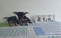 Chihuahua perros en venta: Chihuahua miniatura  - Imagen 3