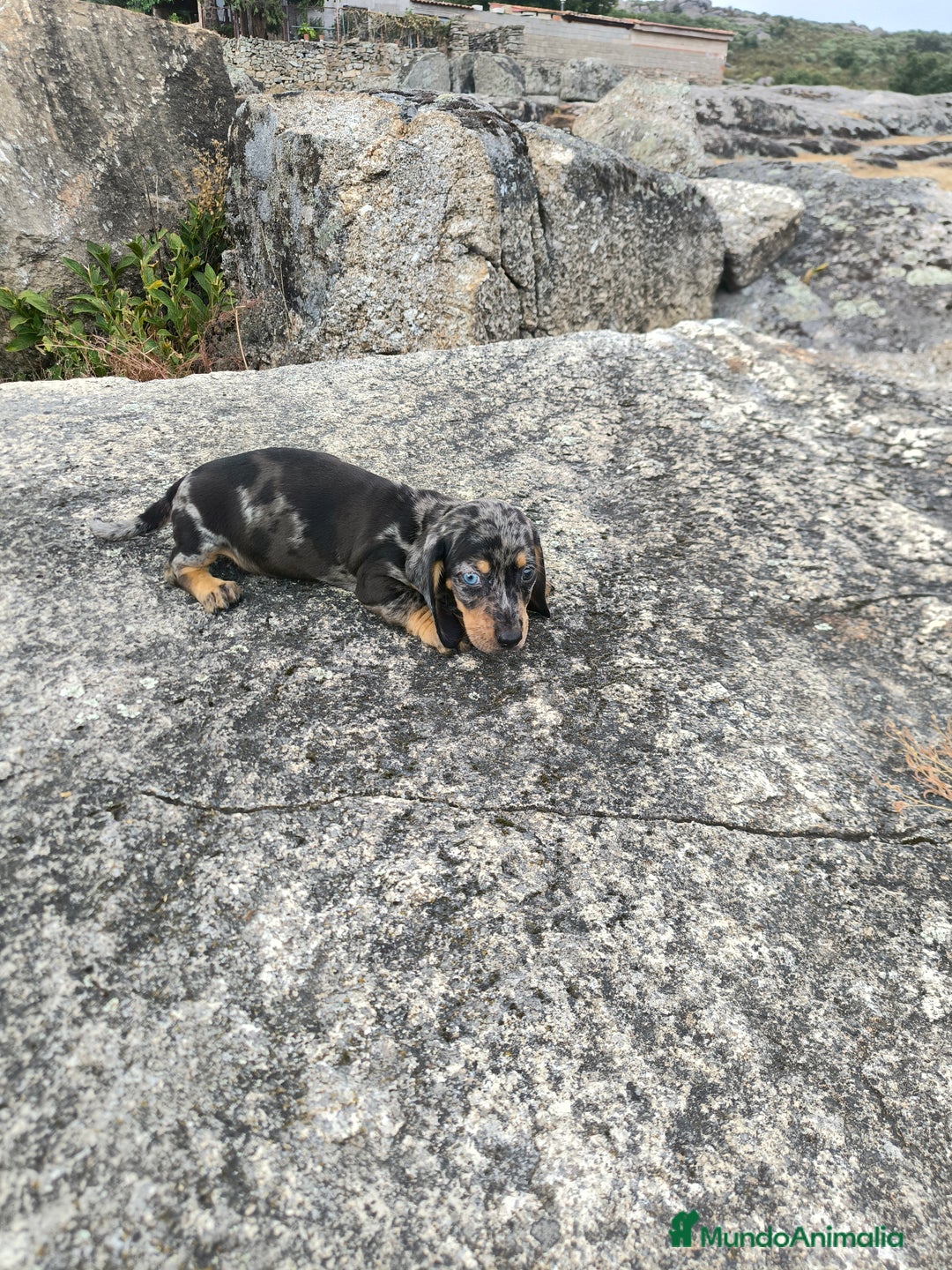Teckel Miniatura perros en venta: Camadas disponibles de teckel - Imagen 1