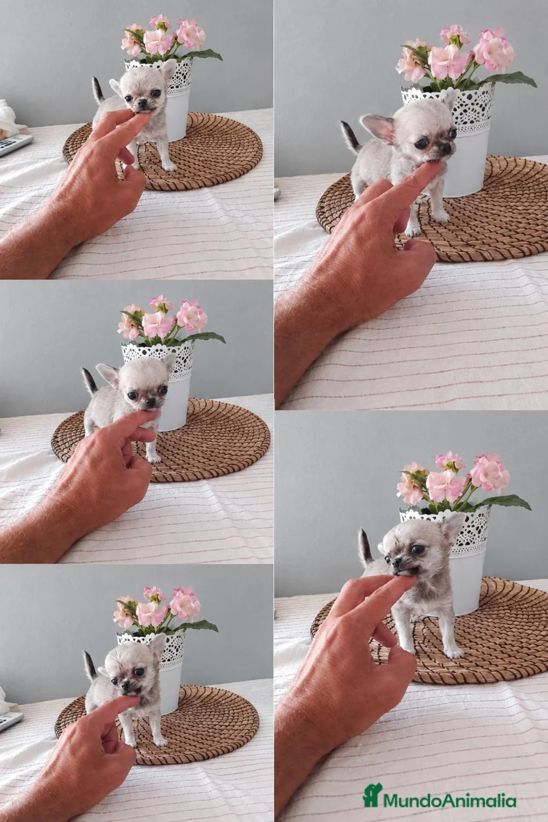 Chihuahua perros en venta: 💕 PEQUEÑOS CHIHUAHUAS, GRANDES DOSIS DE AMOR 💕🐾 - Anuncio 1