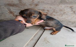 Teckel Miniatura perros en venta: Teckel cachorro macho  - Imagen 1