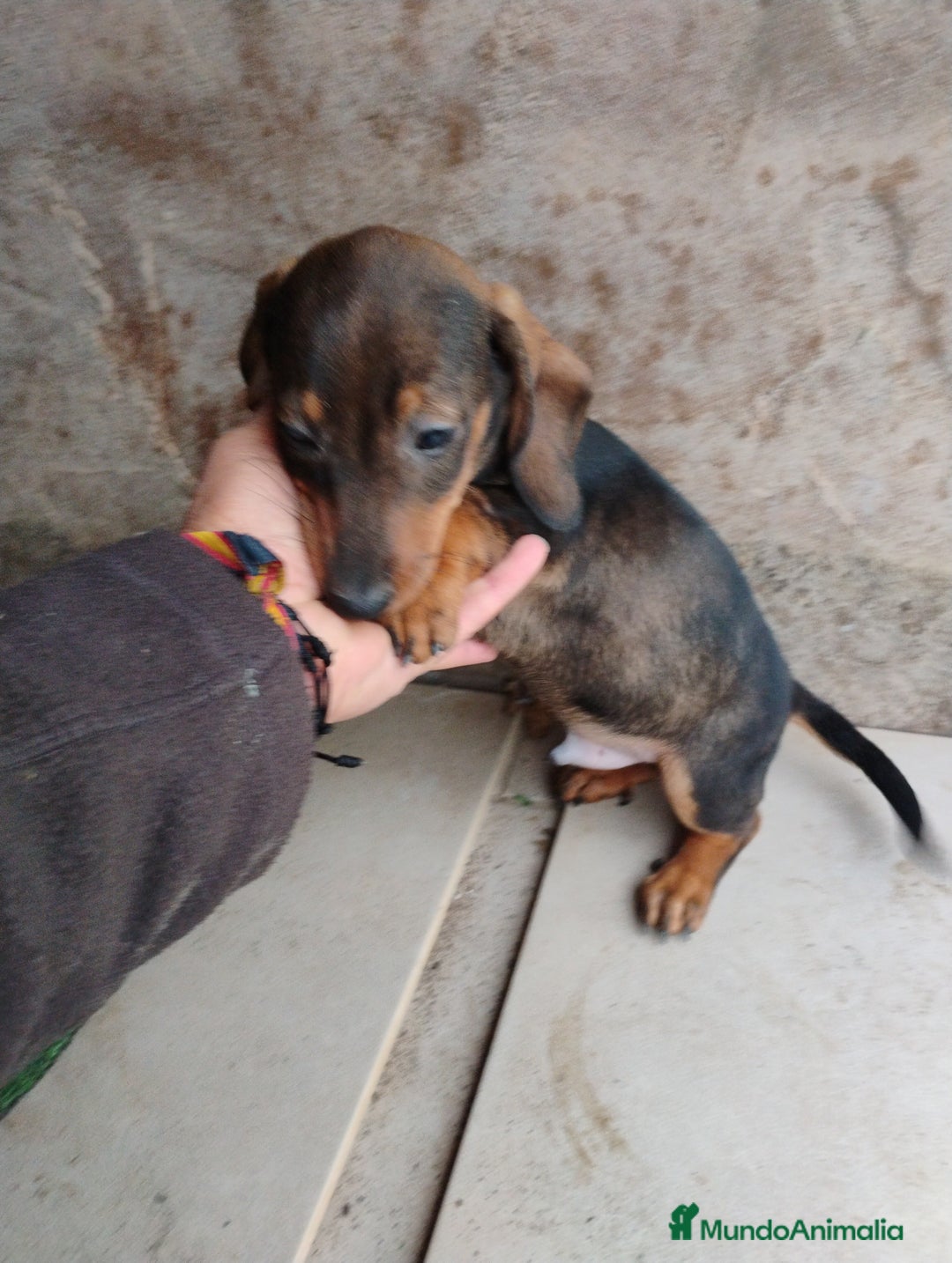 Teckel Miniatura perros en venta: Teckel cachorro macho  - Imagen 1