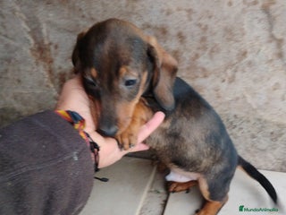 Teckel Miniatura perros - Anuncio 2