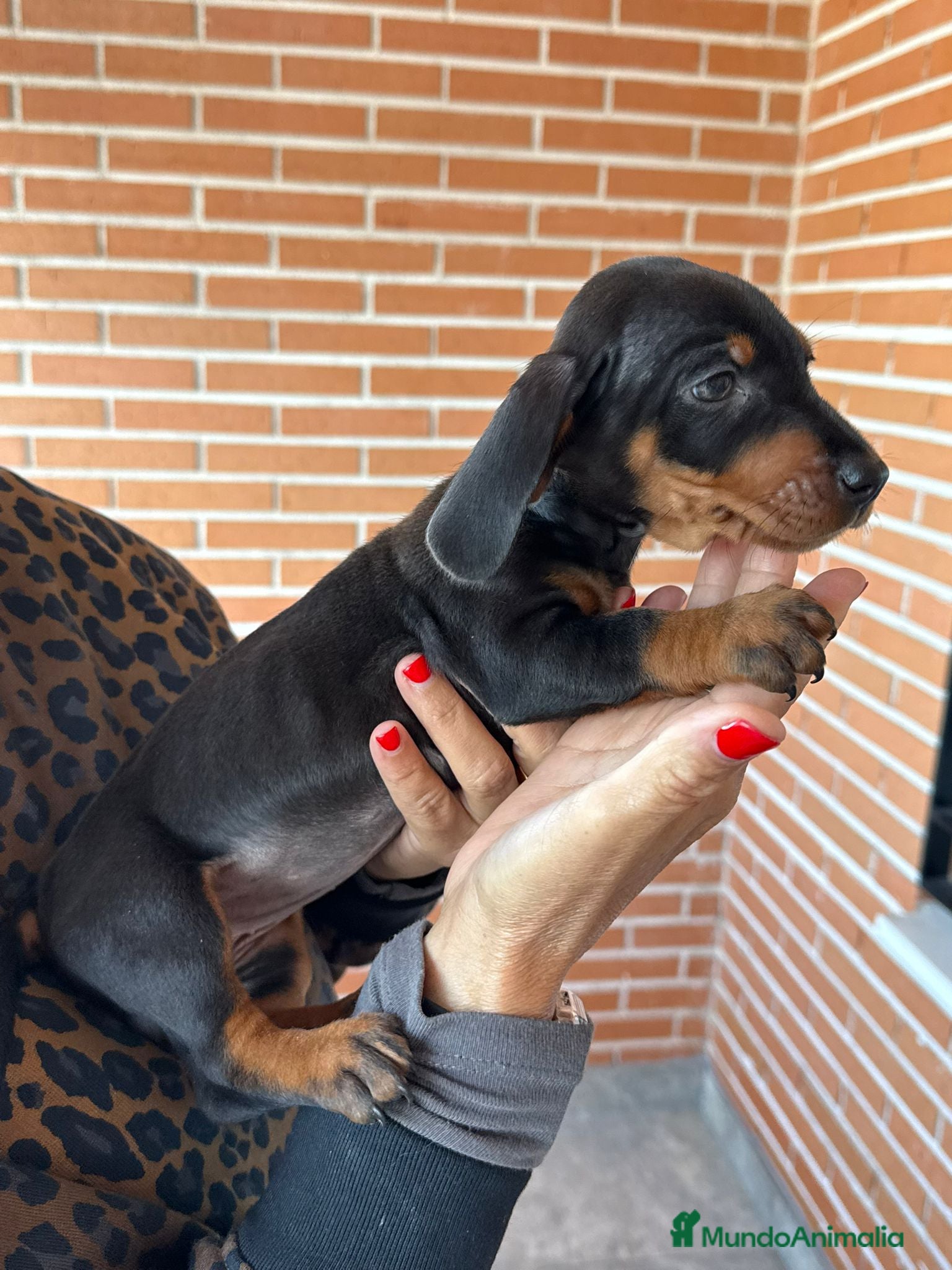 Teckel Miniatura perros TECKEL MINIATURA NEGRO FUEGO ♀️♂️ - Anuncio 1