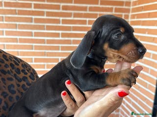 Teckel Miniatura perros TECKEL MINIATURA NEGRO FUEGO ♀️♂️ - Anuncio 34