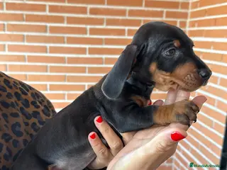 Teckel Miniatura perros TECKEL MINIATURA NEGRO FUEGO ♀️♂️ - Anuncio 37