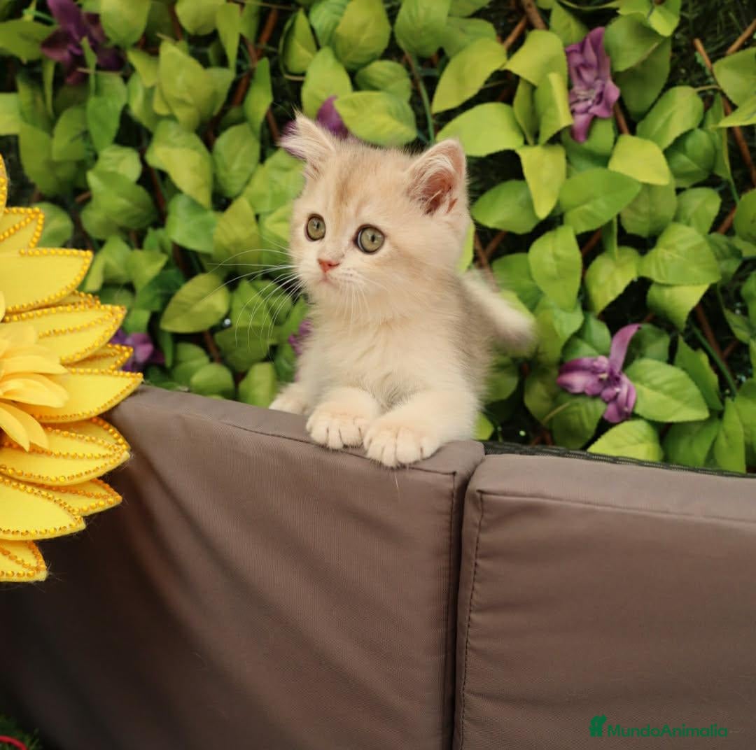 Británico de Pelo Corto gatos British shorthair - Anuncio 1