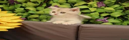 Británico de Pelo Corto gatos en venta: British shorthair - Anuncio 1