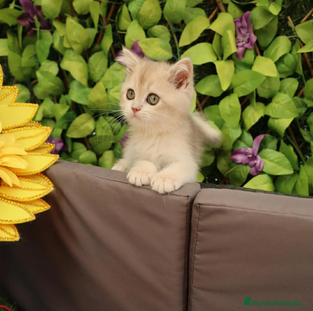 Británico de Pelo Corto gatos en venta: British shorthair - Anuncio 1
