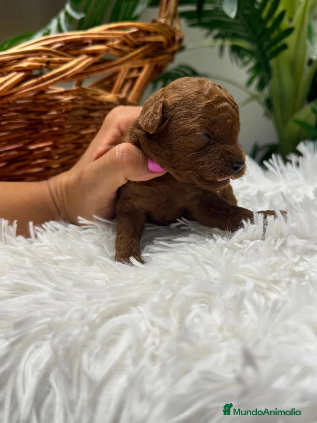 Caniche Toy perros en venta: CANICHE HEMBRA - Anuncio 2
