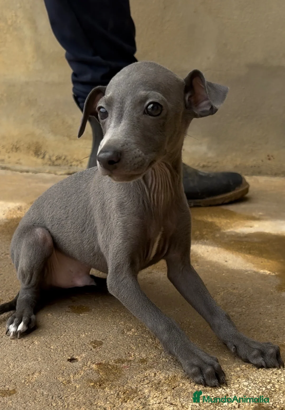 Pequeño Lebrel Italiano perros en venta: CACHORROS DE PICCOLO LEBREL ITALIANO - Anuncio 6