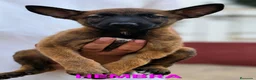 Pastor Belga Malinois perros en venta: Cachorros malinois - Anuncio 1
