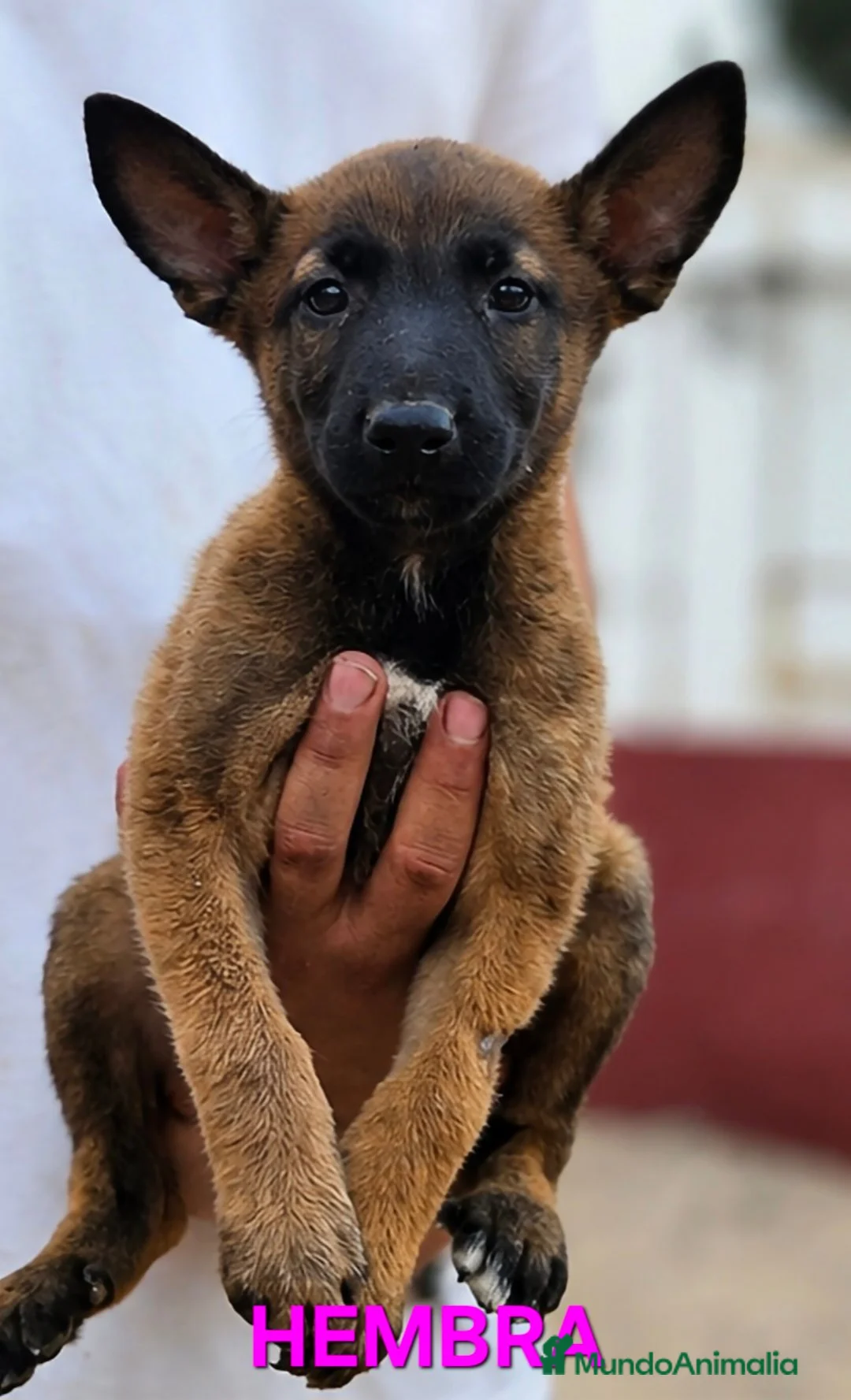 Pastor Belga Malinois perros en venta: Cachorros malinois - Anuncio 1