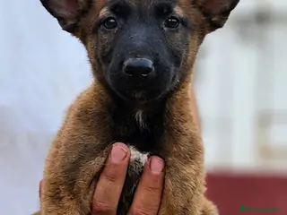 Pastor Belga Malinois perros Cachorros malinois - Anuncio 11