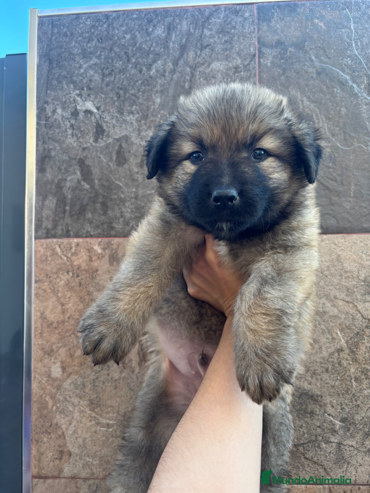 Pastor del Cáucaso perros Pastor del caucaso macho 🐾🐶 - Anuncio 3