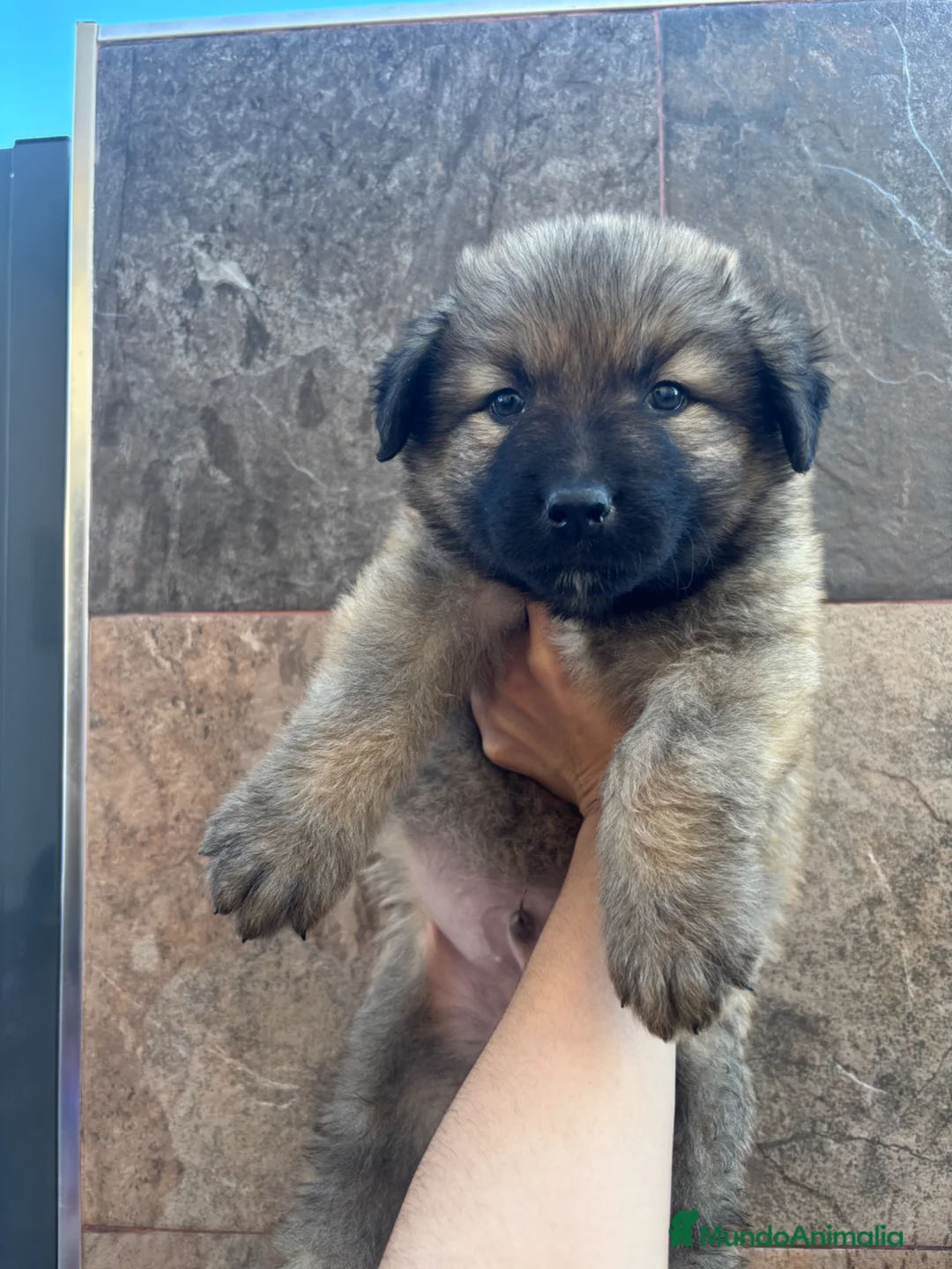 Pastor del Cáucaso perros en venta: Pastor del caucaso macho 🐾🐶 en Murcia - Anuncio 1