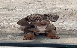 Teckel Miniatura perros en venta: Impresionantes Teckel miniaturas. 601144783 .  - Imagen 1