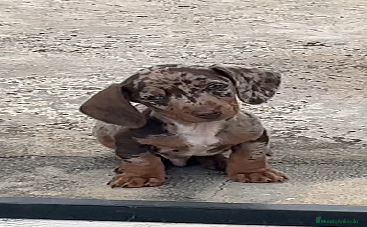 Teckel Miniatura perros - Anuncio 1