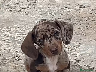 Teckel Miniatura perros - Anuncio 1