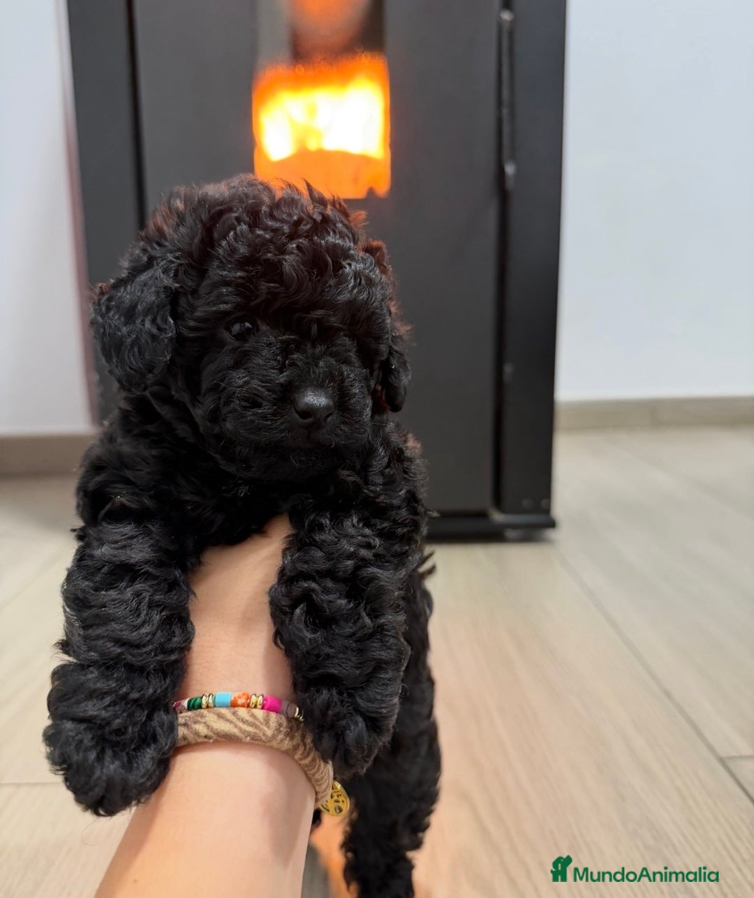 Caniche Toy perros en venta: Caniche Toy Hembra - Anuncio 4