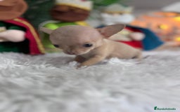 Chihuahua perros en venta: CHIHUAHUA HEMBRA - Anuncio 10