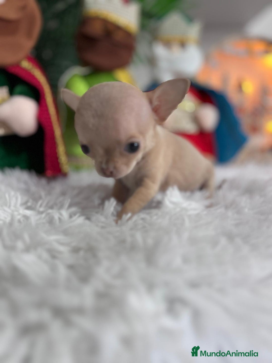 Chihuahua perros en venta: CHIHUAHUA HEMBRA - Anuncio 10
