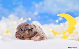 Bulldog Francés perros en venta: bulldog francés.  - Anuncio 4