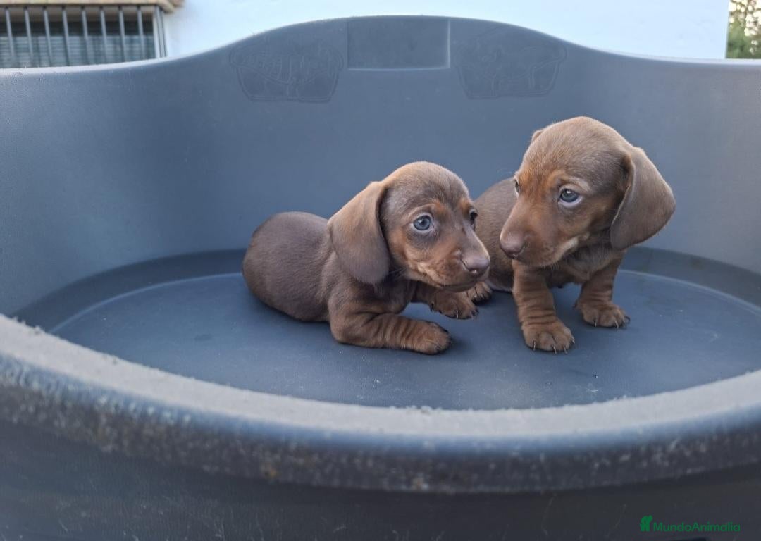 Teckel Miniatura perros TECKEL KANNINCHEN - Anuncio 2