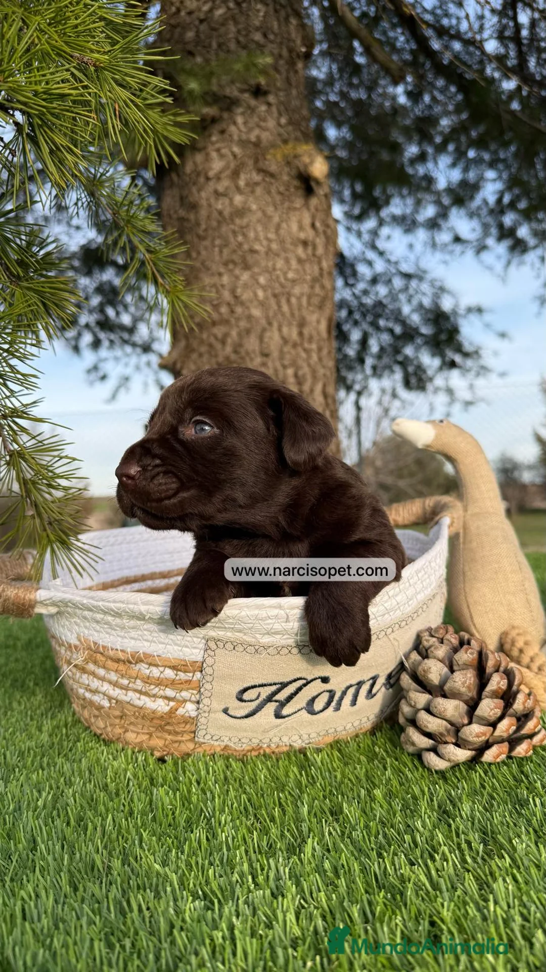 Labrador Retriever perros en venta: CACHORROS LABRADOR CHOCOLATE en Asturias - Anuncio 4