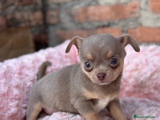 Chihuahua perros Chihuahuas estándar ojos azules - Anuncio 30