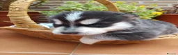 Husky Siberiano perros en venta: Husky siberiano  - Anuncio 4