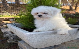 Bichón Maltés perros en venta: Bichon maltés toy garantizado!!! - Imagen 1