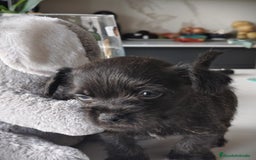 Raza Mixta perros en venta: Cachorro  - Anuncio 1