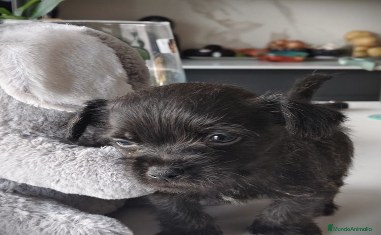 Raza Mixta perros Cachorro  - Anuncio 1