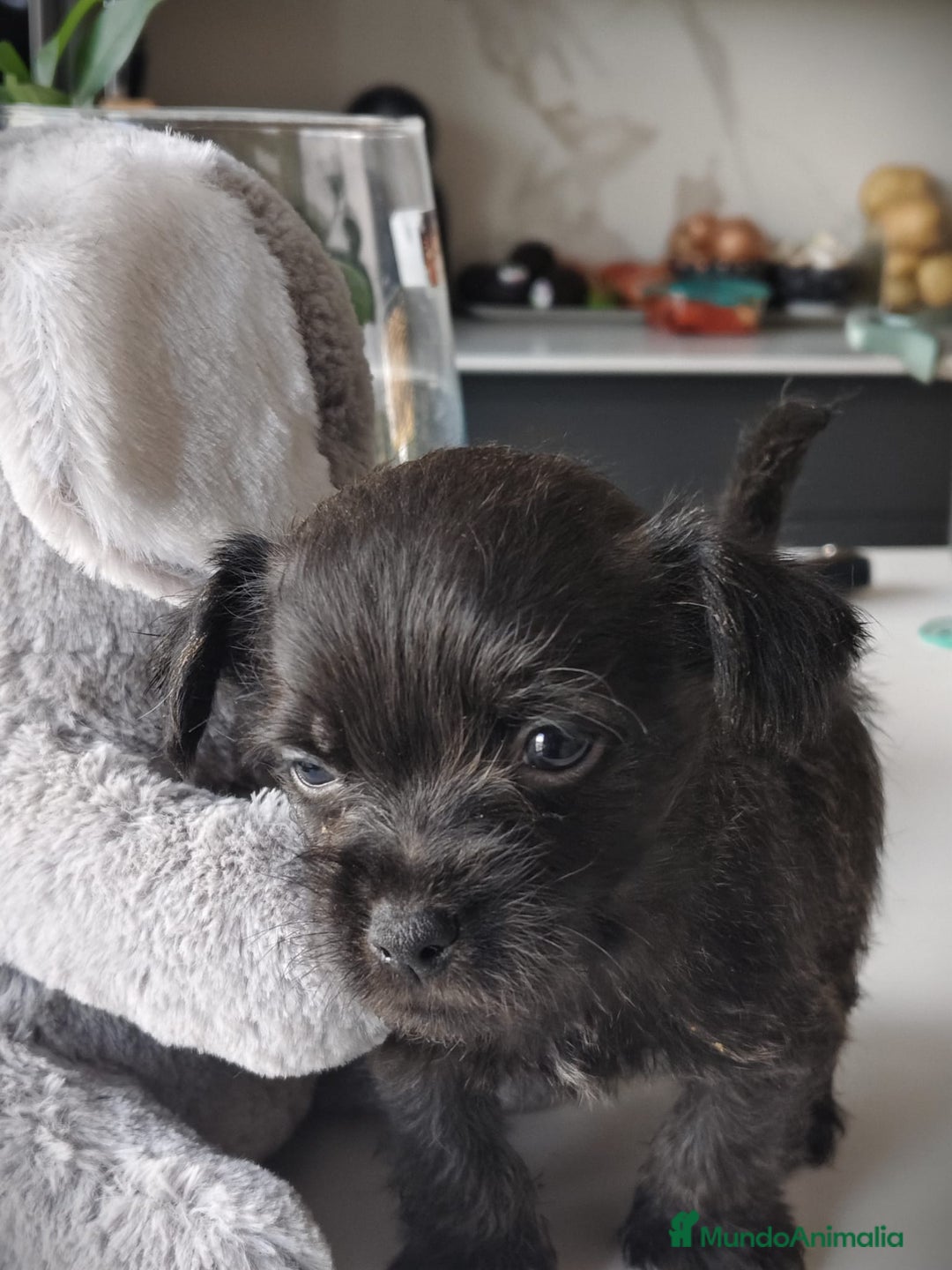 Raza Mixta perros en venta: Cachorro  - Anuncio 1