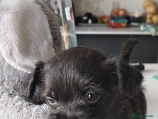 Raza Mixta perros Cachorro - Anuncio 3