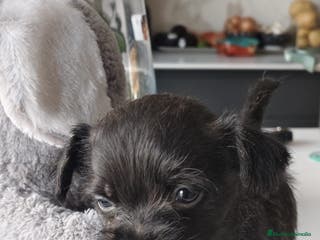 Raza Mixta perros Cachorro - Anuncio 29