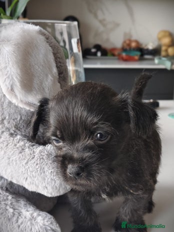 Raza Mixta perros Cachorro - Anuncio 1