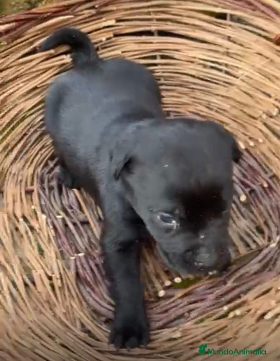 Labrador Retriever perros en venta: Labrador retriever  - Anuncio 5