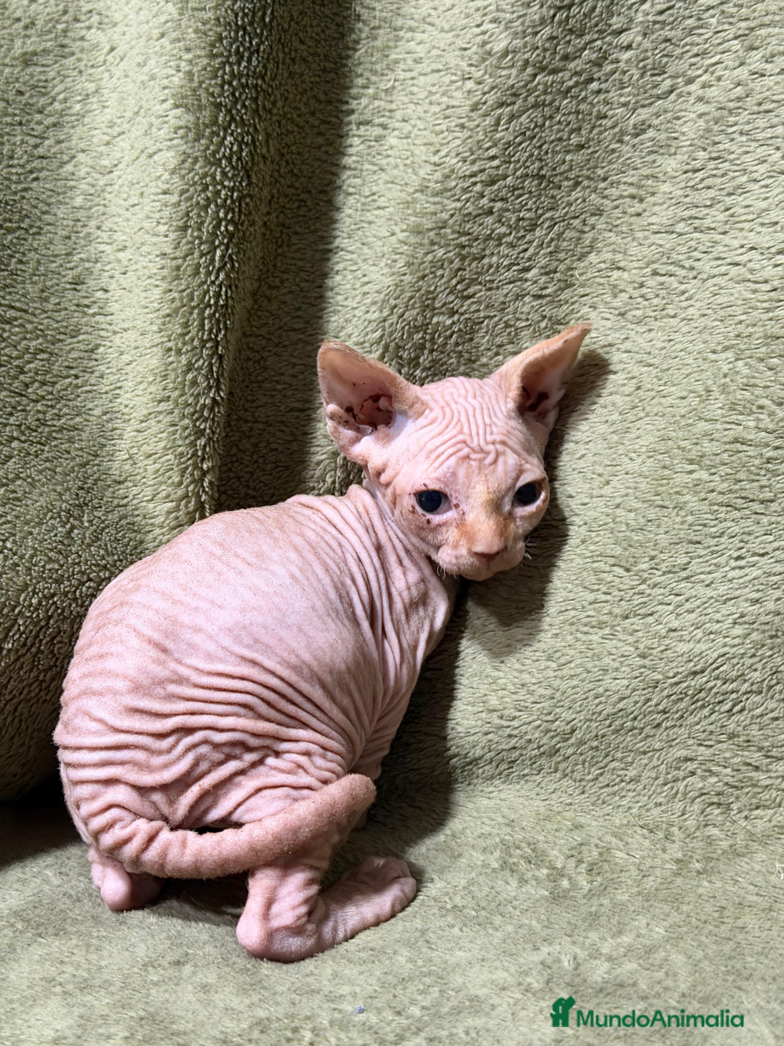 Sphynx gatos en venta: Camada Sphynx preciosa - Anuncio 2
