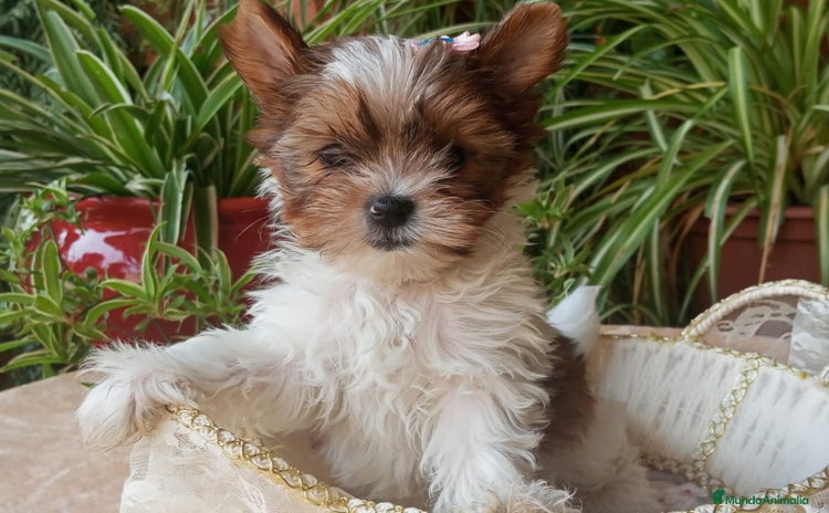 Biewer Yorkshire Terrier a la Pom Pon perros - Anuncio 3