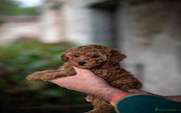 Caniche Toy perros en venta: caniche toy macho - Imagen 5