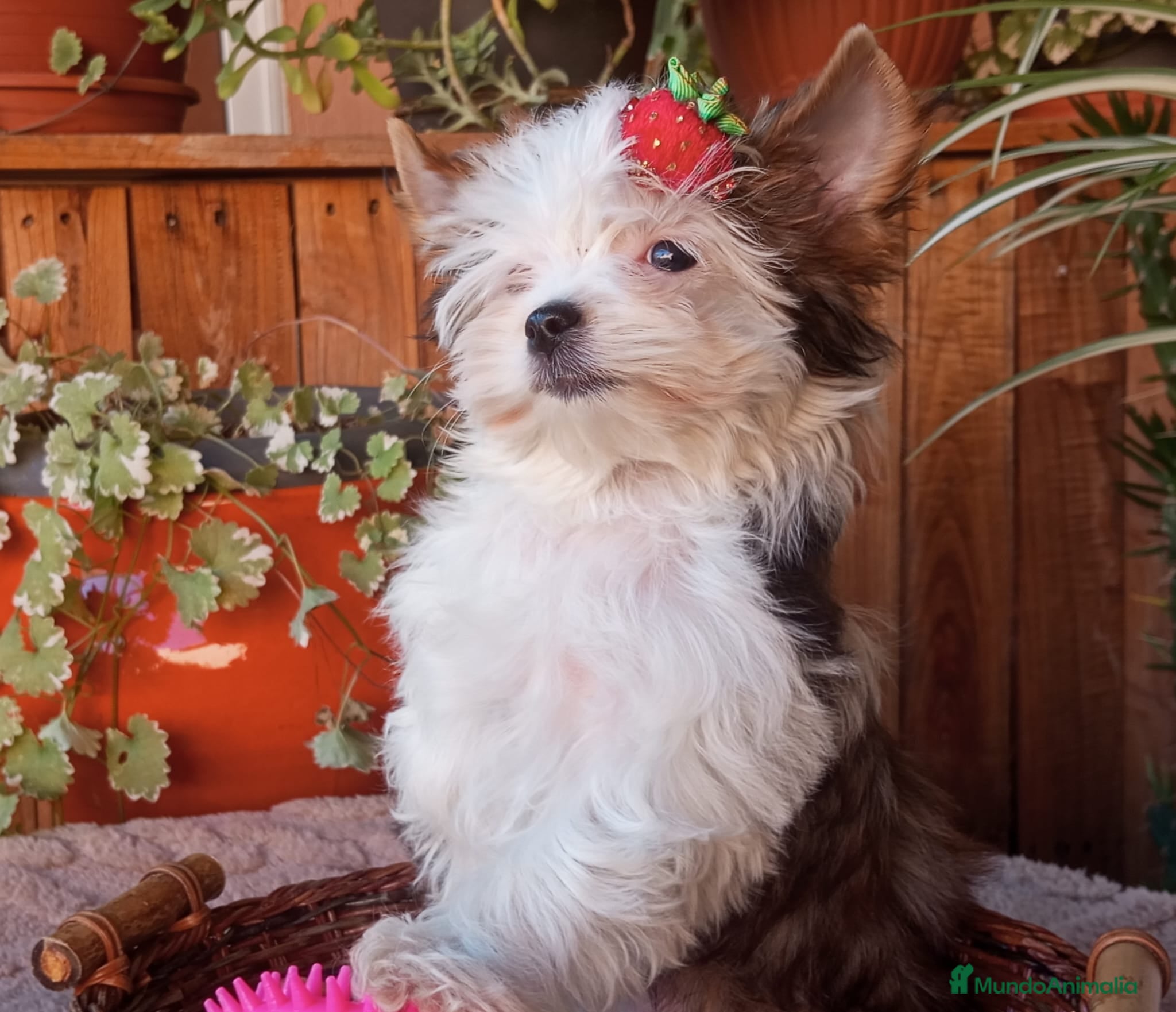 Biewer Yorkshire Terrier a la Pom Pon perros Cachorros Yorkshire color exóticos miniatura - Anuncio 5