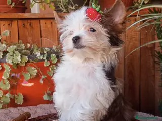 Biewer Yorkshire Terrier a la Pom Pon perros Cachorros Yorkshire color exóticos miniatura - Anuncio 5