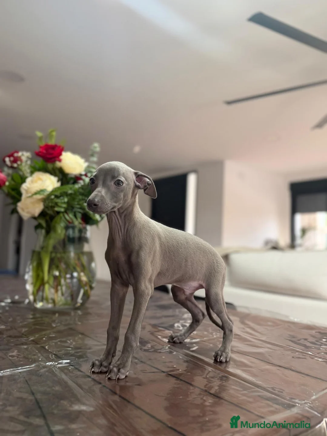 Pequeño Lebrel Italiano perros en venta: Pequeño Lebrel Italiano Finca Paunais  - Anuncio 2